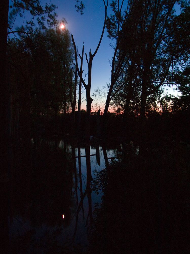 Abends am Weiher