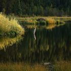 Abends am Weiher