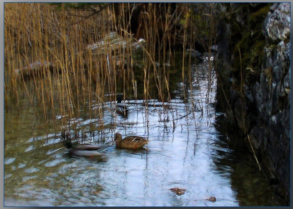 Abends am Weiher