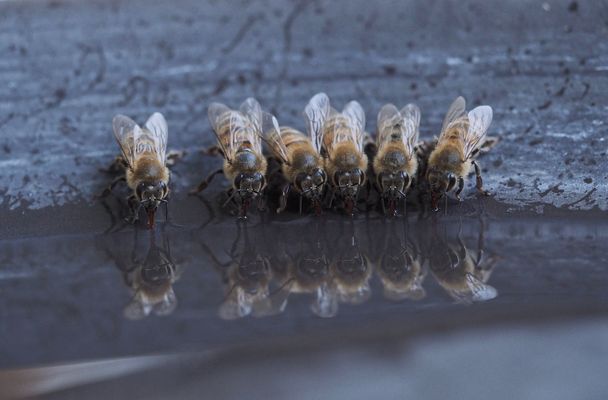 Abends an der Bienentränke