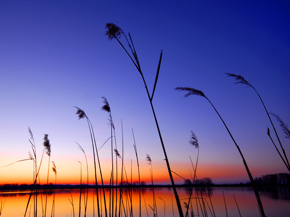 Abends an der Elbe