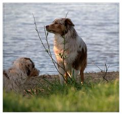 Abends an der Elbe