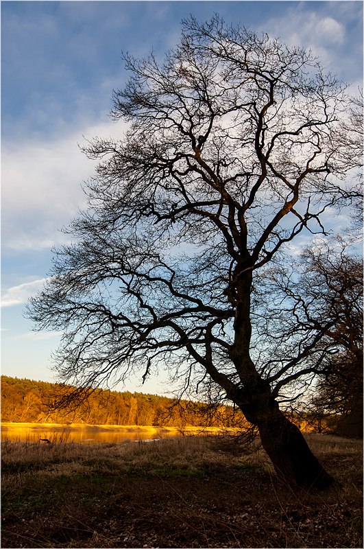 Abends an der Elbe