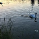 Abends an der Isar 2