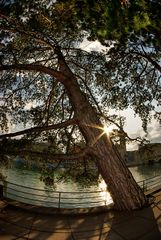 Abends an der Limmat - der Stadtbaum