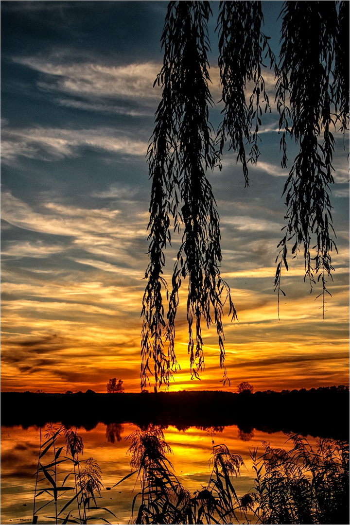 Abends an der Trauerweide