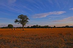 Abends auf dem Feld