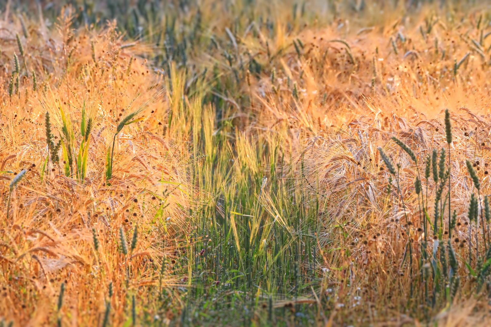 Abends auf dem Feld