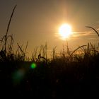 Abends auf dem Feld