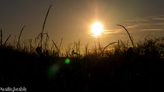 Abends auf dem Feld