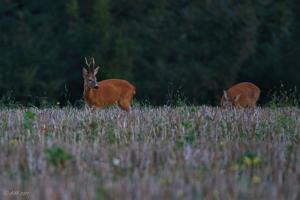 Abends auf dem Feld