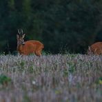 Abends auf dem Feld