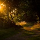 Abends auf dem Heimweg...