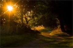 Abends auf dem Heimweg...