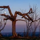 Abends auf dem Kandel (Schwarzwald)