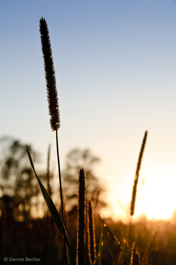 Abends auf dem Land...