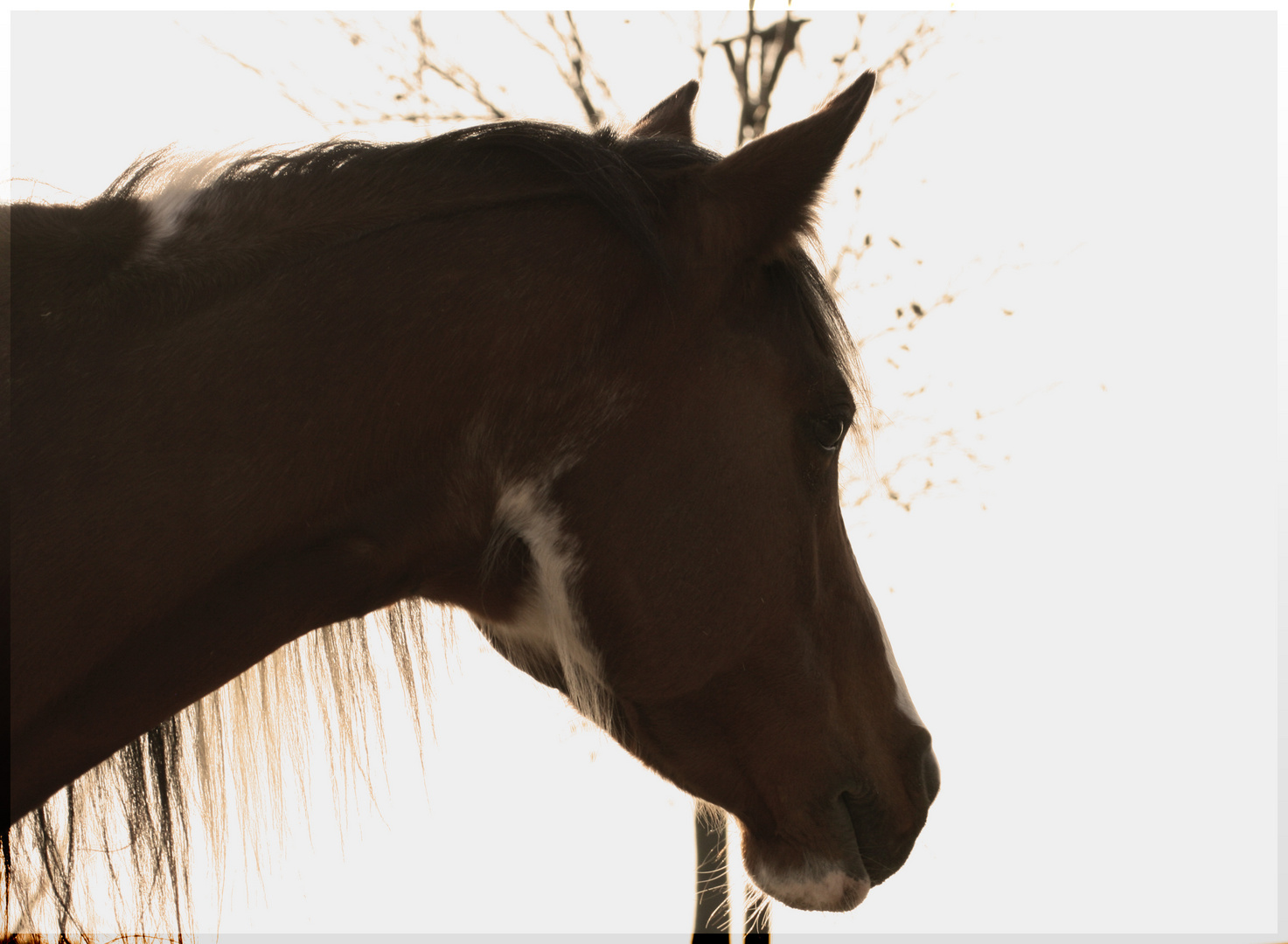 Abend's auf dem Paddock