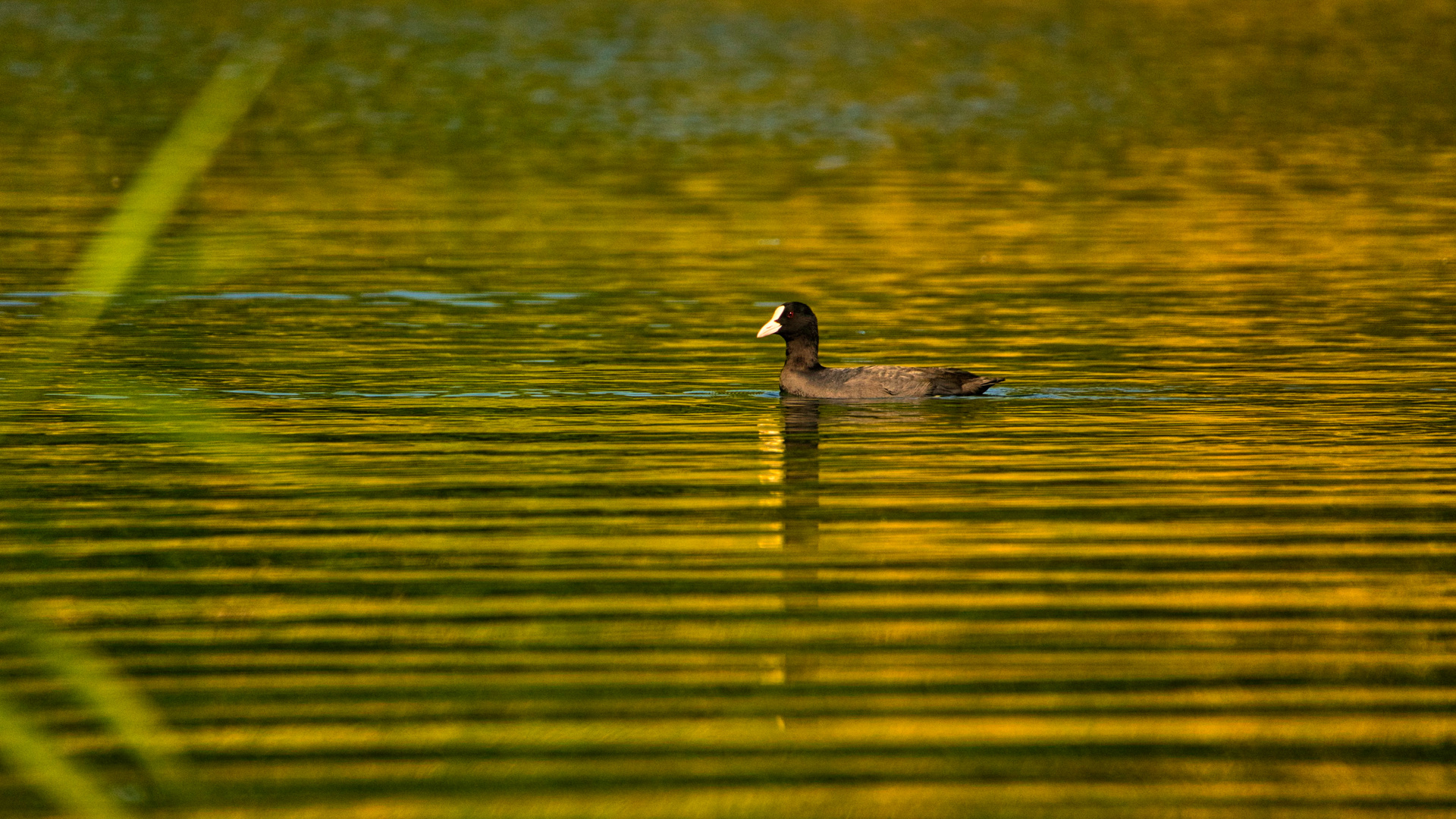 Abends auf dem See