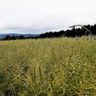 Abends auf  dem Wasserscheideweg ins Dorfhaus