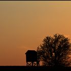 Abends auf den Feldern...