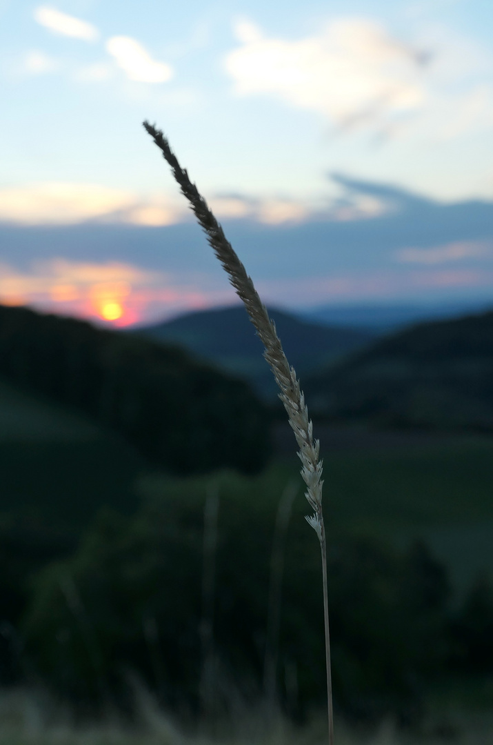 Abends auf der Bergwiese