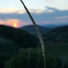 Abends auf der Bergwiese