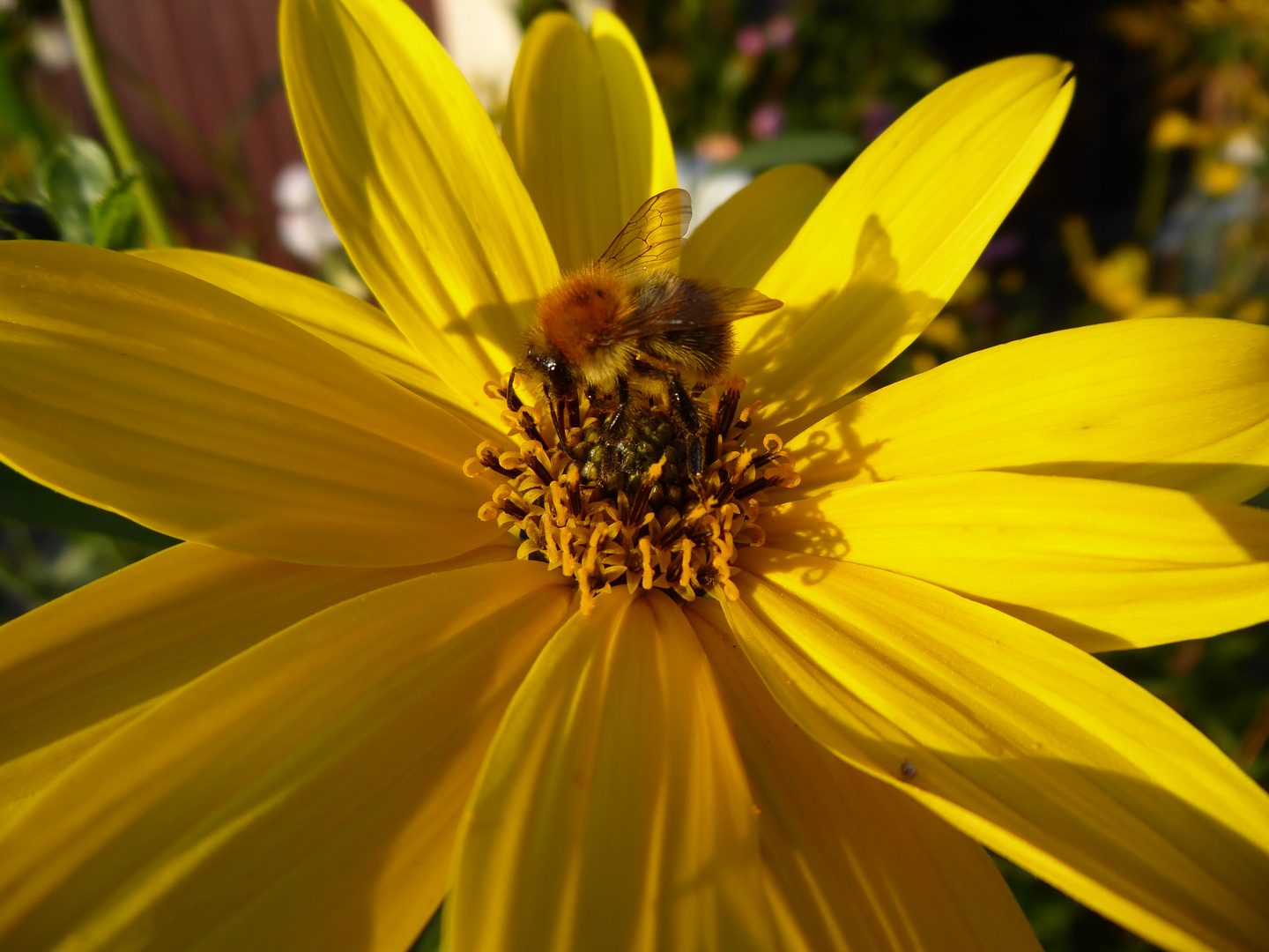 Abends auf der Blüte