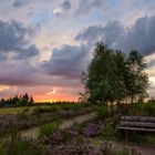 Abends auf der Heide