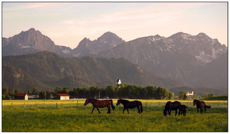 abends auf der koppel