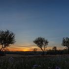 Abends auf der Obstwiese