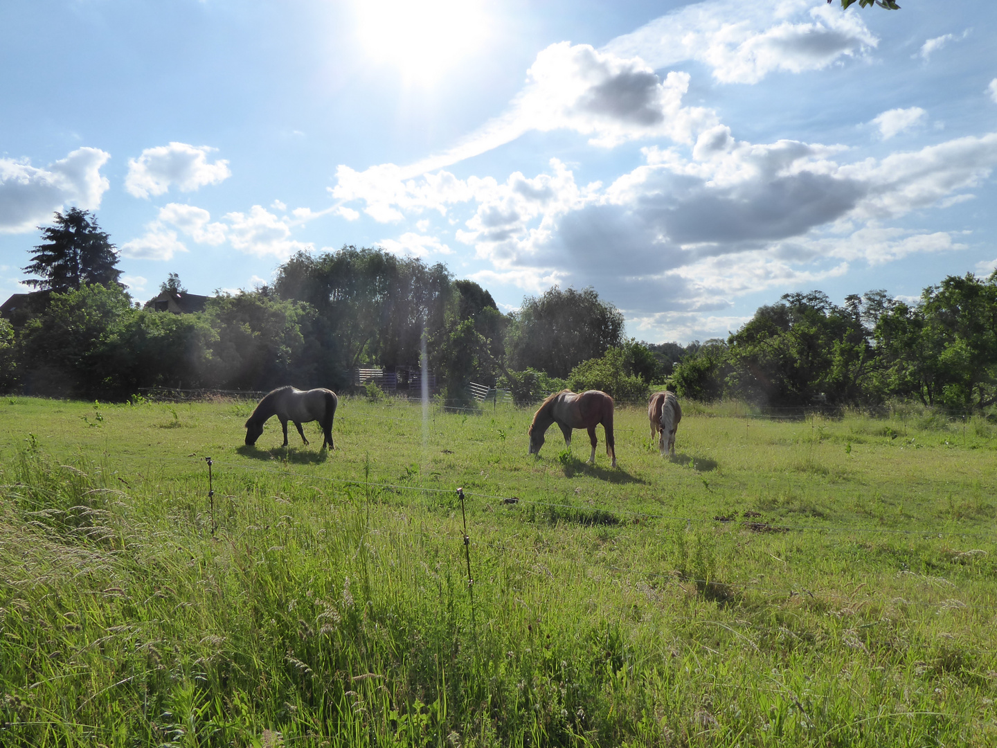 Abends auf der Weide