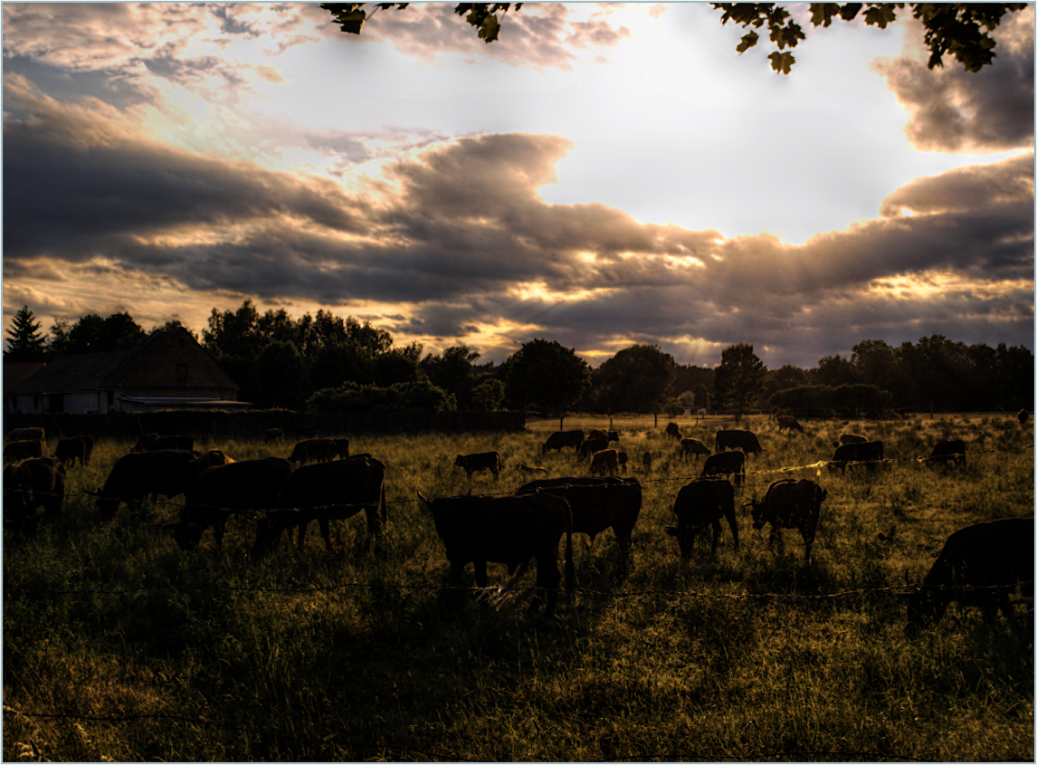 Abends auf der Weide ...