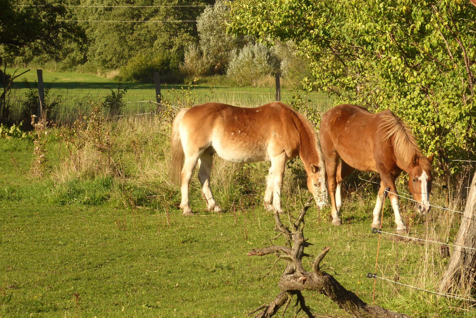 Abends auf der Weide