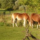 Abends auf der Weide