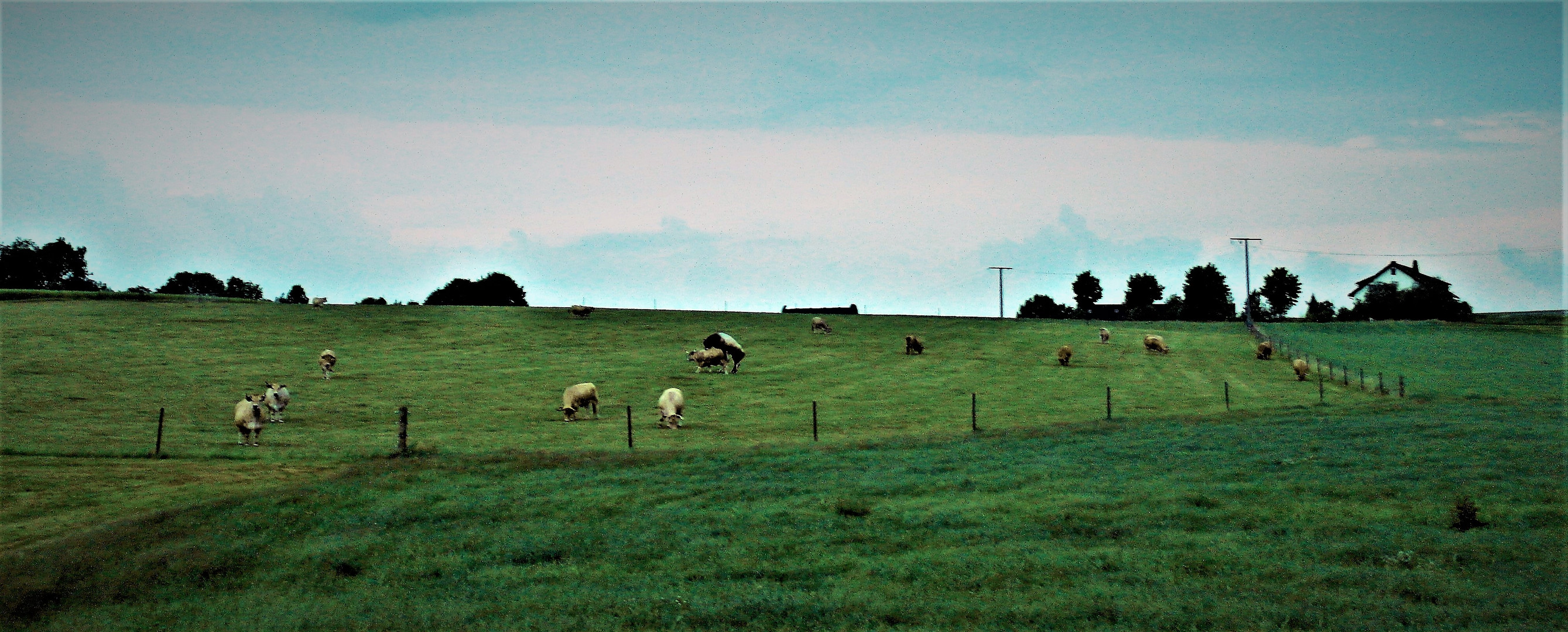 Abends auf der Weide I