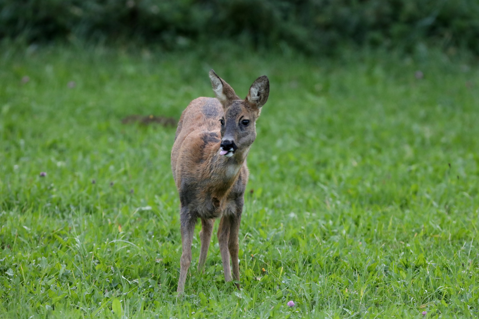 Abends auf der Wiese