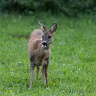 Abends auf der Wiese