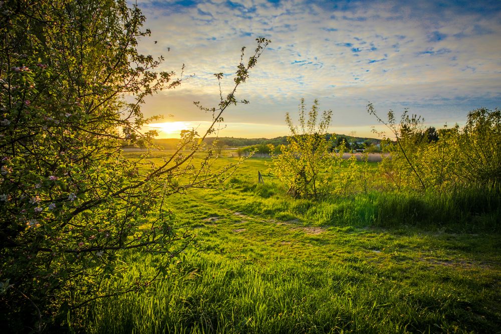 Abends auf der Wiese