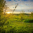 Abends auf der Wiese