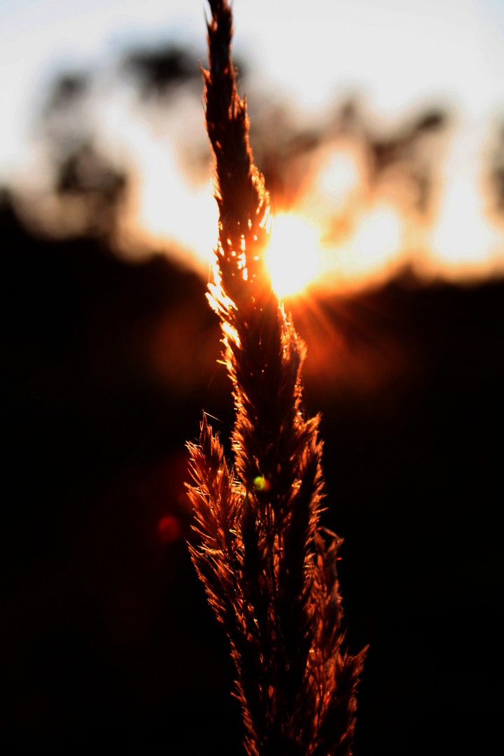 Abends auf der Wiese