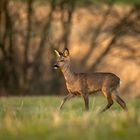 Abends auf der Wiese