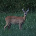 Abends auf der Wiese