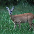 Abends auf der Wiese