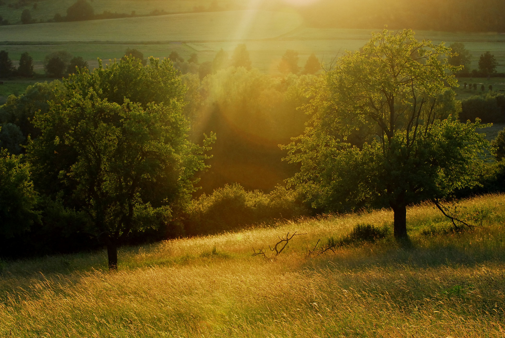 Abends auf der Wiese