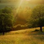 Abends auf der Wiese