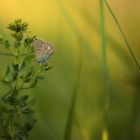 Abends auf der Wiese