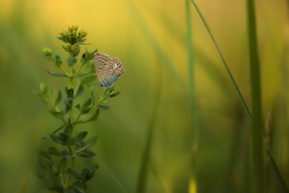 Abends auf der Wiese