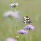 abends auf der Wildblumenwiese