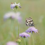 abends auf der Wildblumenwiese