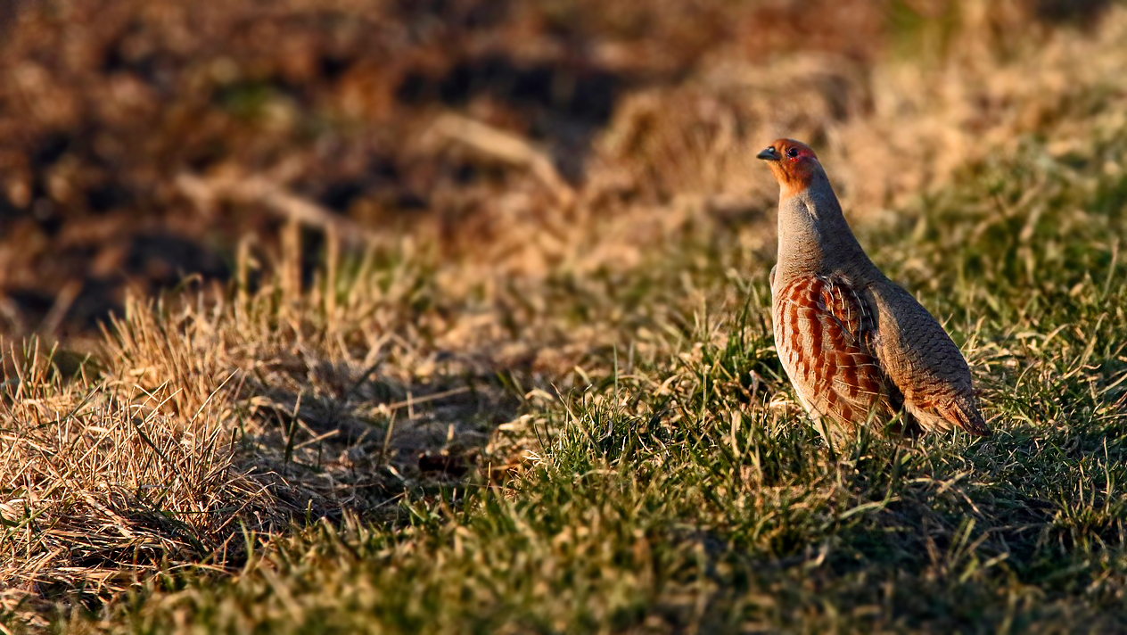 "Abends auf'n Feld"